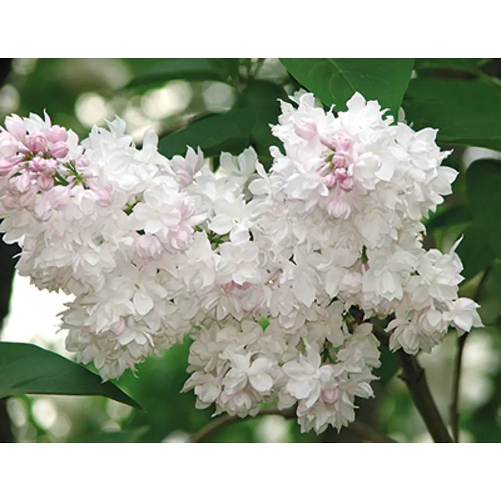 Сирень Красавица Москвы от Santreyd - саженцы с лососевыми соцветиями 81968677 STLM-0964195 - Вид №2