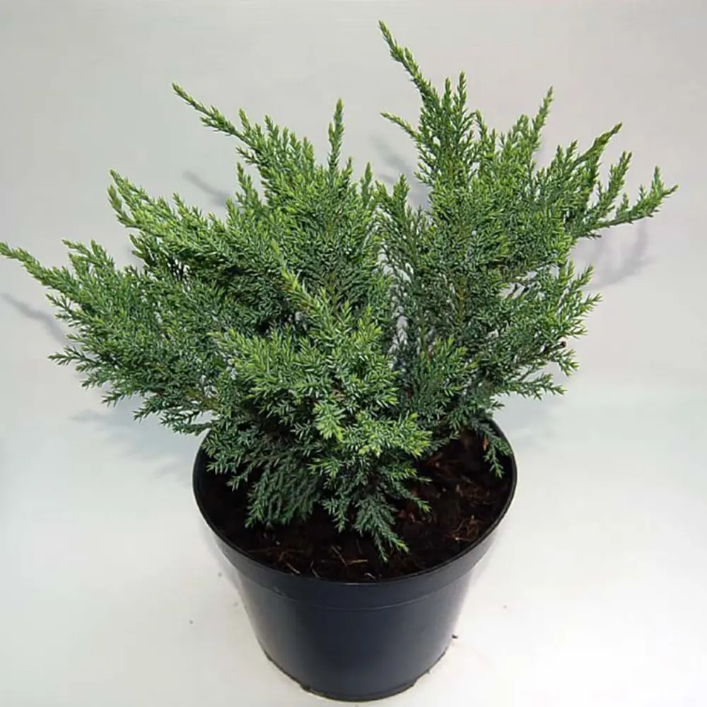 Можжевельник казацкий Тамарисцифолия ø19 h20 см PLANTMARKET STLM-2038168 - Вид №1