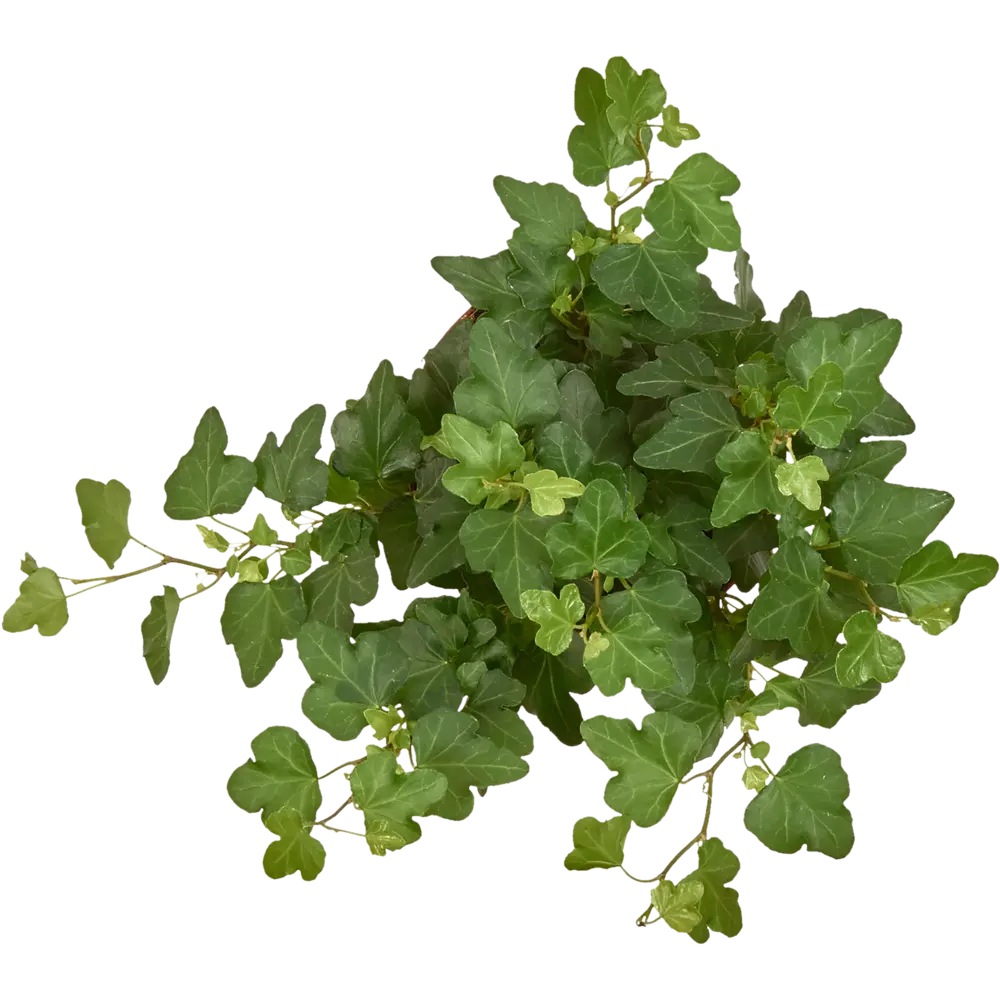 Santreyd Хедера Хеликс микс - вьющееся комнатное растение 82383182 STLM-0958964 - Вид №1