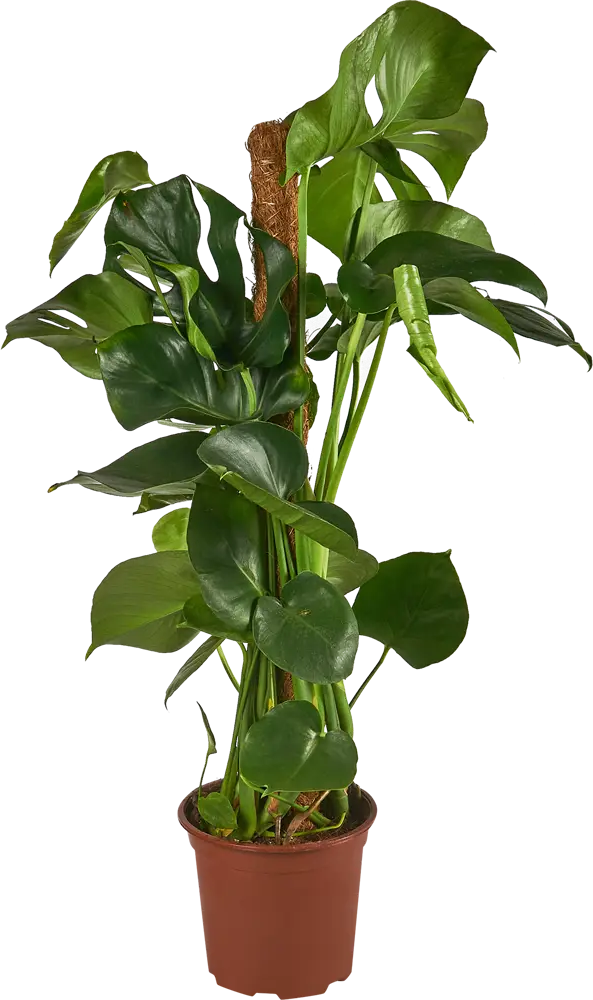 Santreyd Монстера Росток - тропический акцент для вашего интерьера 84587071