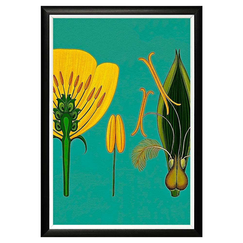 896518657_1818 Арт-постер «Строение цветка» Object Desire 