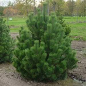 Сосна горная Мугус ø19 h20 см