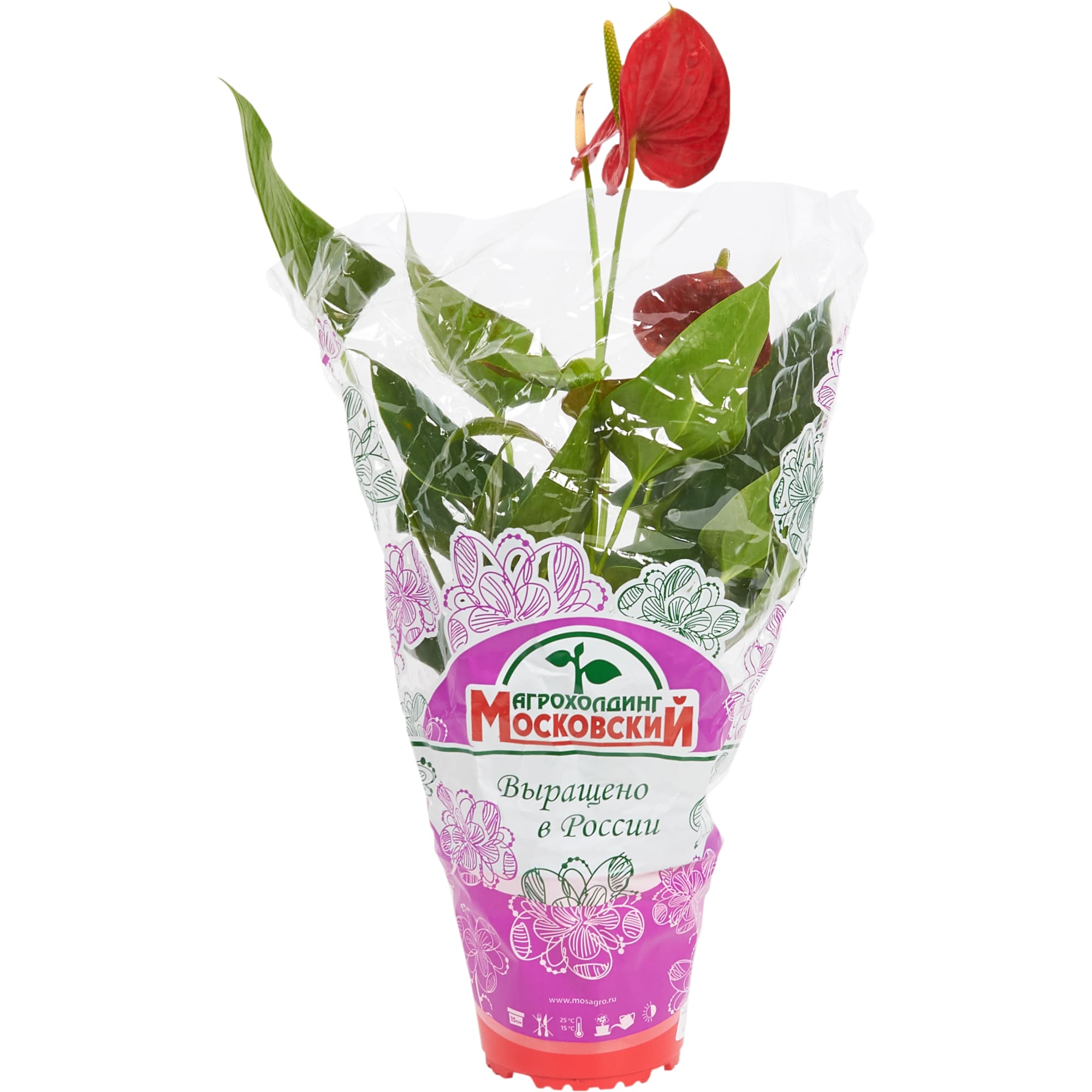 12510630 Антуриум 15х65 см Santreyd  - Вид №3