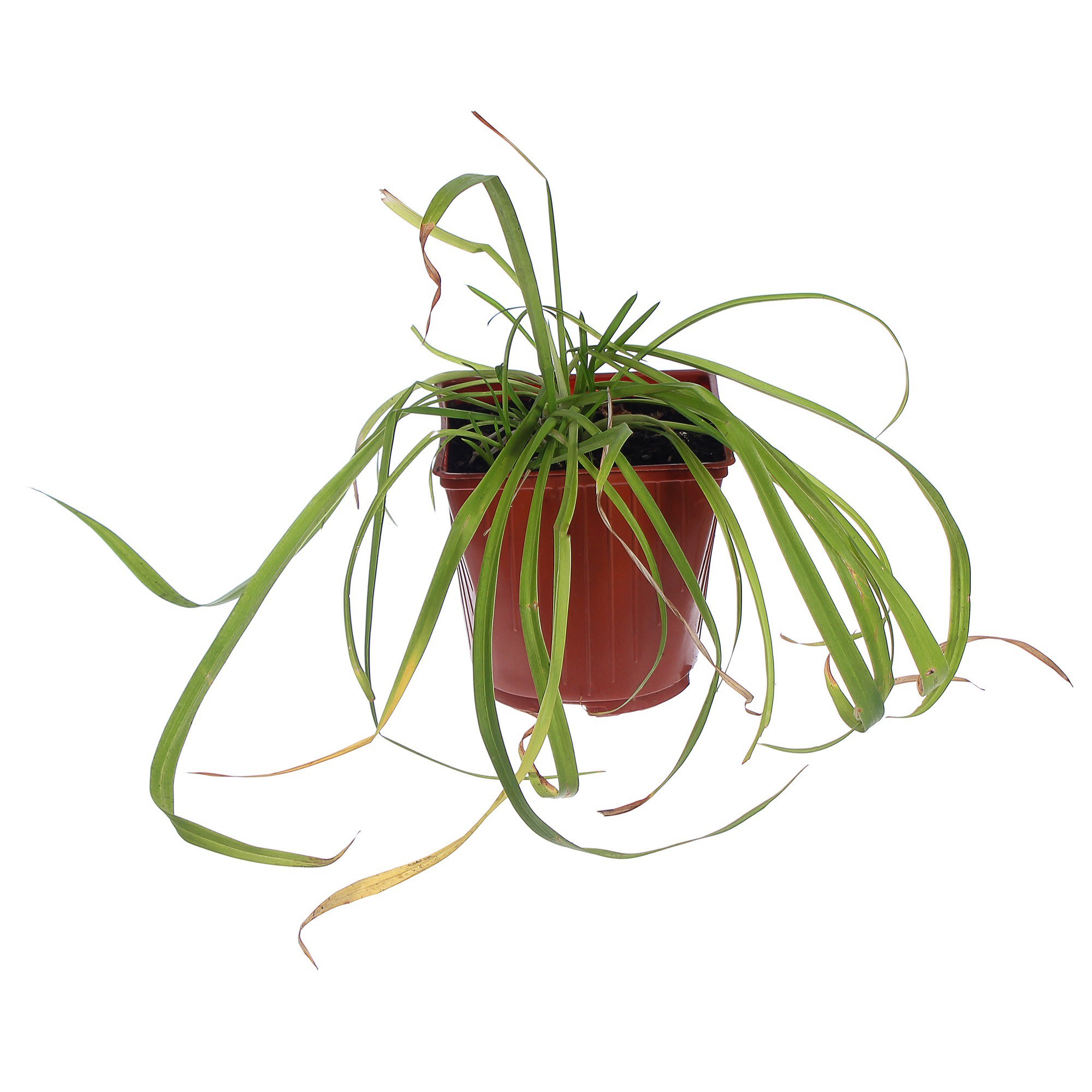 81954873 Лилейник С1 «Стелла Д`Оро» Santreyd 