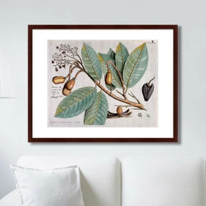 Картина: Exotic plants of the world №5, 1815г. КАРТИНЫ В КВАРТИРУ  264358 Разноцветный