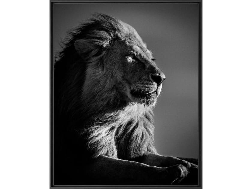 Печать фотографий на бумаге YellowKorner животное ARCH-00041764