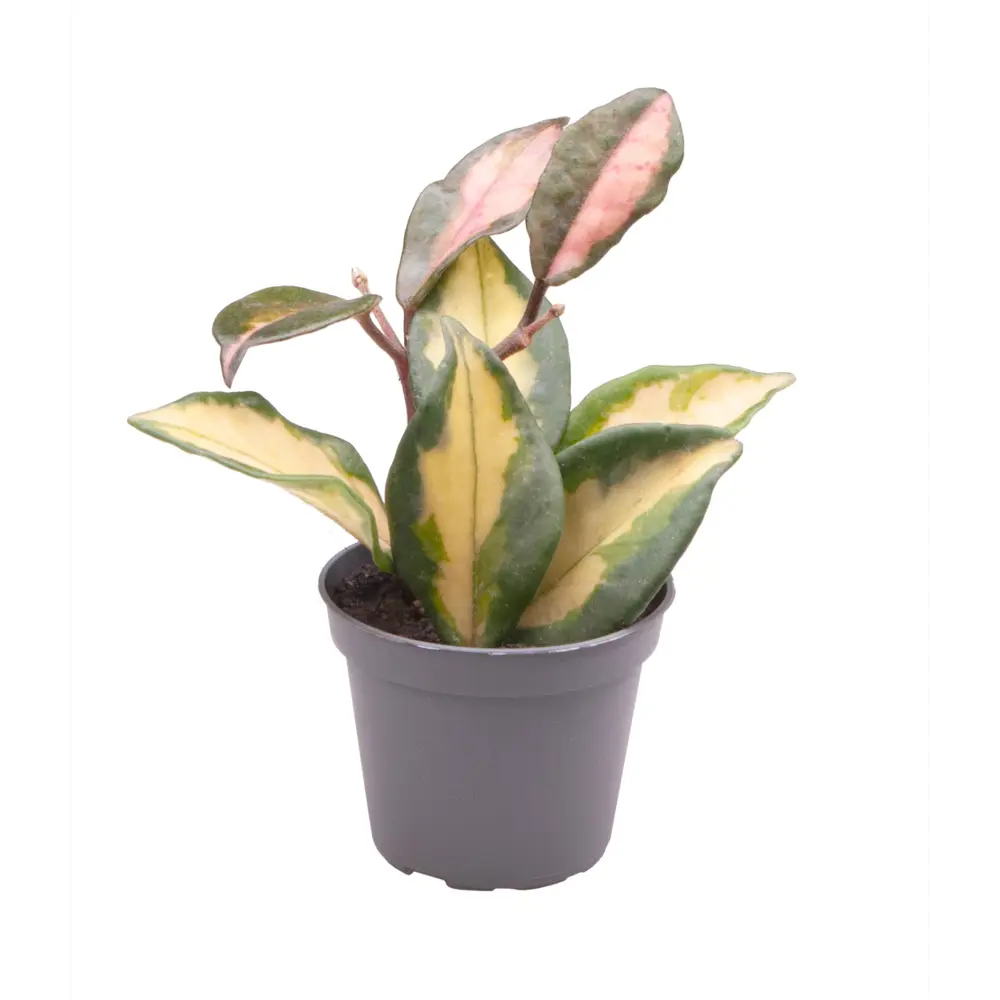 Santreyd Хойя Карноза триколор — восковой плющ с розовым оттенком 89375045 STLM-0965760