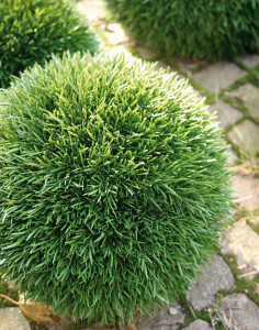 4881 883 a3 Пластиковый мяч для травы, синтетический материал, Ø 15 см, зеленый H-andreas