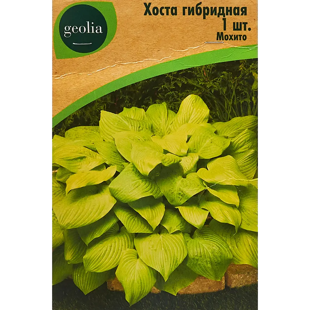 Хоста гибридная Мохито 86408589 STLM-2132219 Santreyd 