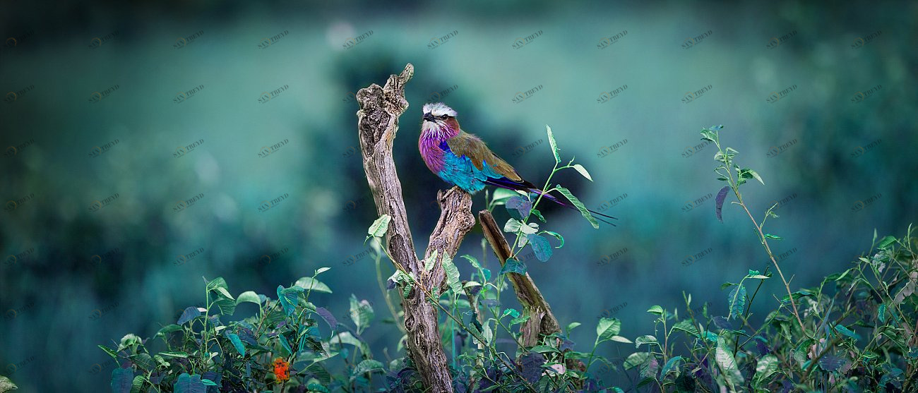 Фотокартина 30х70 см "Сиреневогрудая сизоворонка" PANKOVSKY STUDIO ПЛАСТИФИКАЦИЯ 015929 Голубой;коричневый 