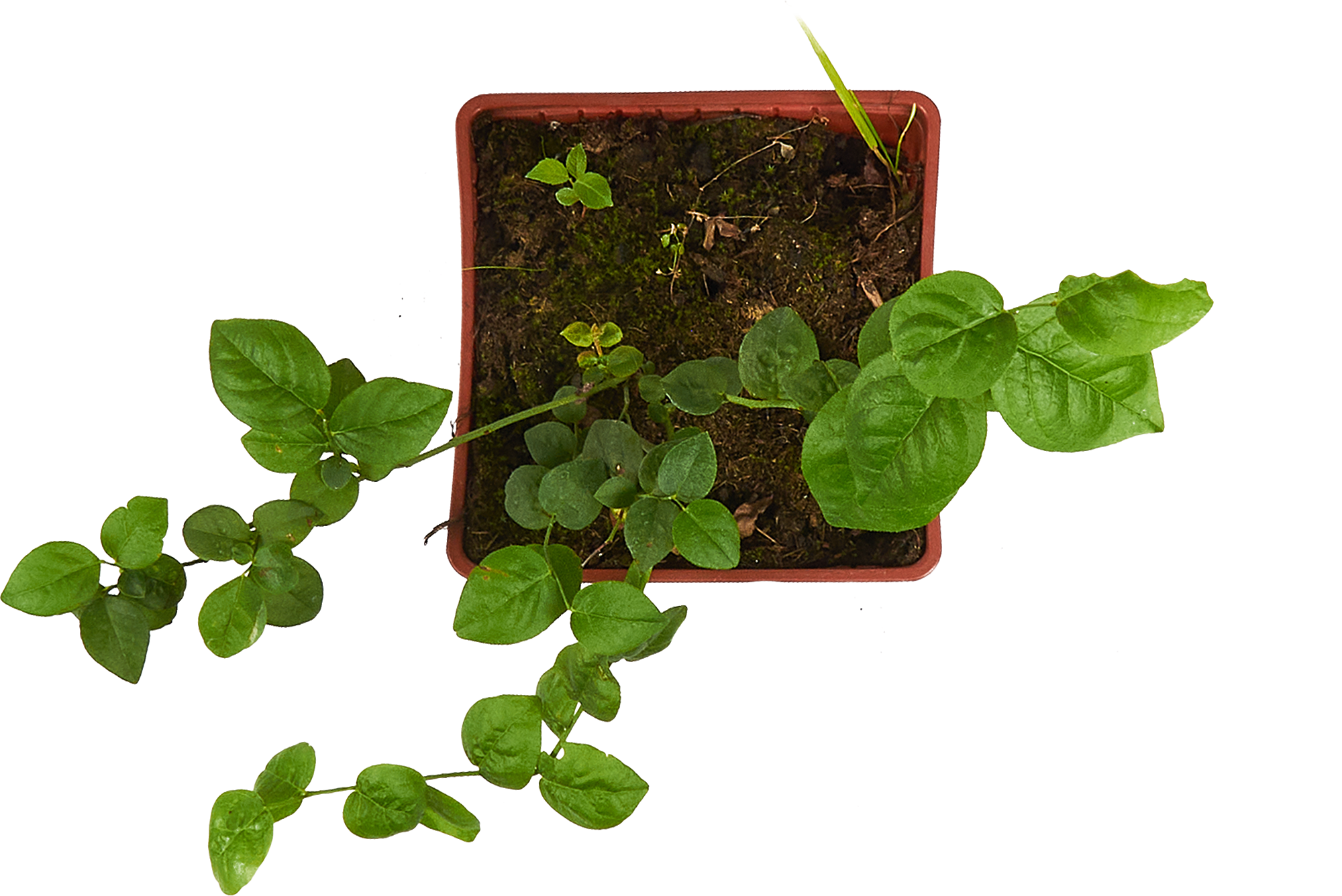 Саженец голубики Патриот в горшке 85607967 Santreyd STLM-0064574 - Вид №2