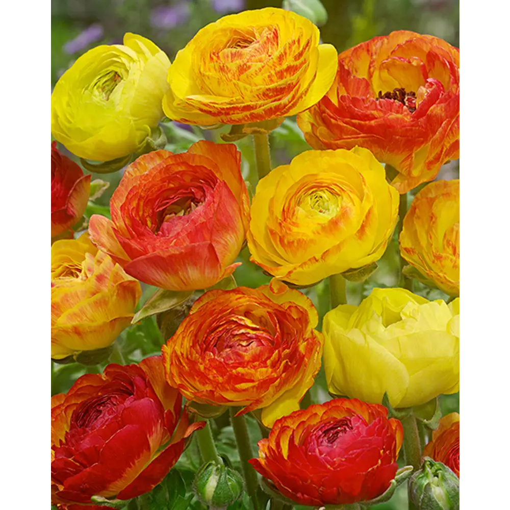 Лютик азиатский Пикоти Ориндж 7/8, 10 шт ПОИСК STLM-2160508