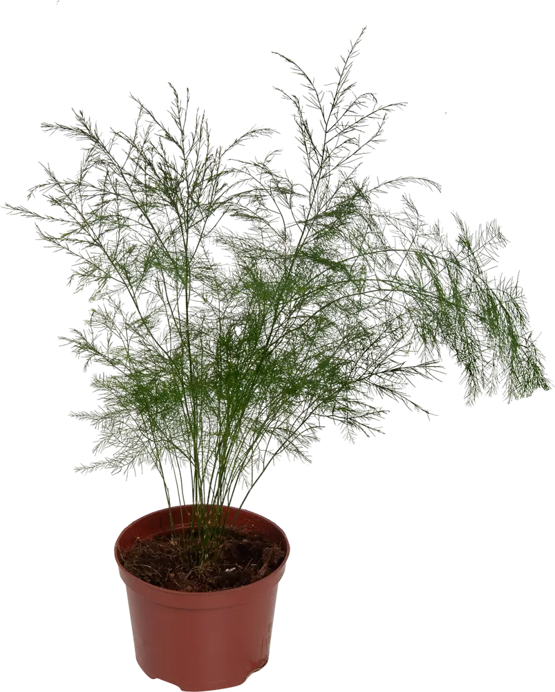 Santreyd Аспарагус ампельный для интерьера 82560379