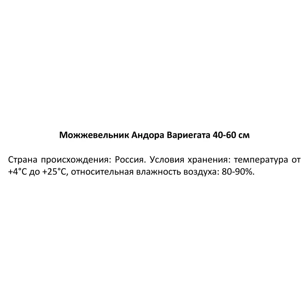 Можжевельник Андорра Вариег h40 - 60 см 89355380 STLM-2130726 Santreyd  - Вид №2