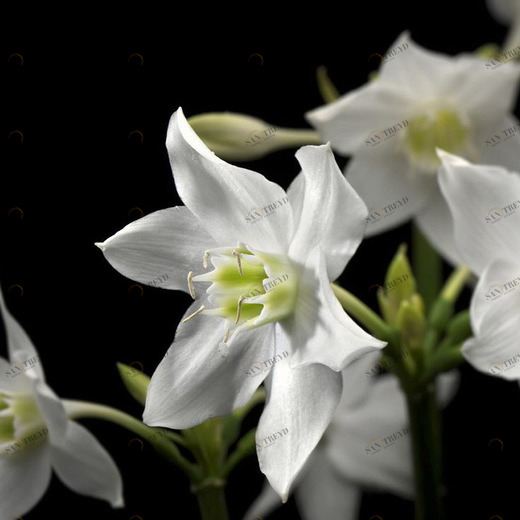 4-259-Madonna Фотообои Komar Vol.15 1.84х2.54 м 4259MADONNA