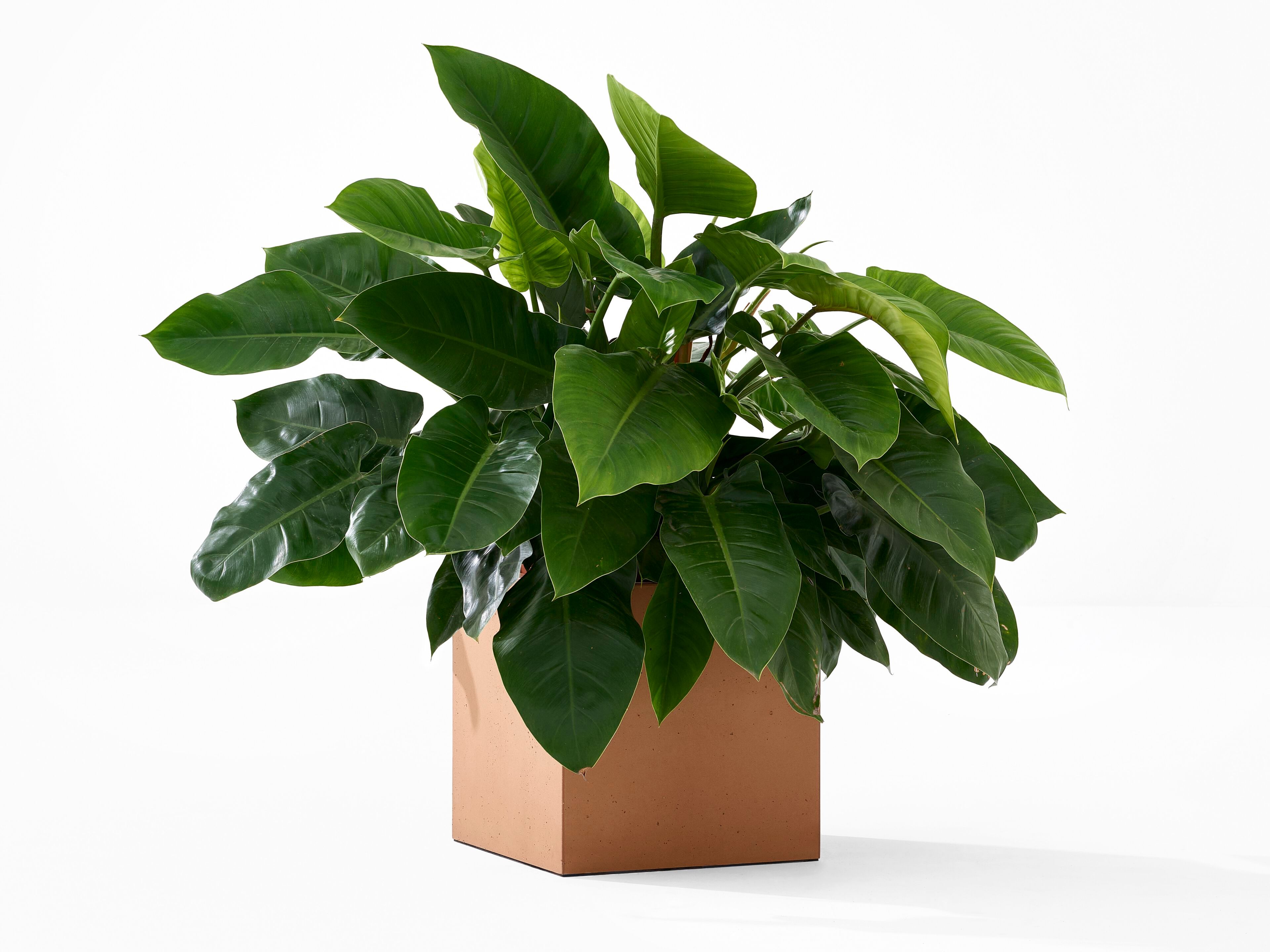 Квадратная ВАЗа Cimento® Campiello ARCH-00111695 - Вид №1