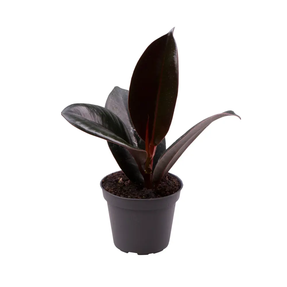 Фикус Робуста Santreyd — элегантное комнатное растение с крупными листьями 89375021 STLM-0956634