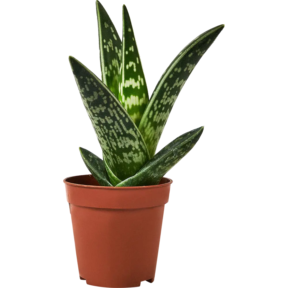 Santreyd Алоэ Варьегата — целебный суккулент для дома 89356068 STLM-1397578 - Вид №1