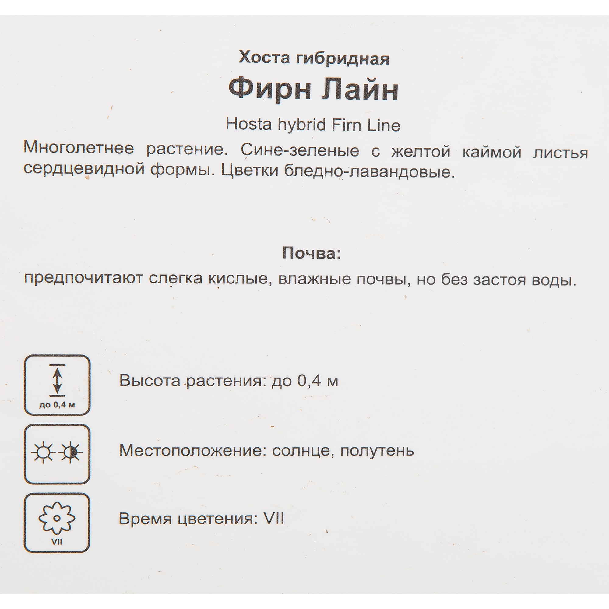 82585376 Хоста гибридная «Фирн Лайн» 17x20 см Santreyd  - Вид №1