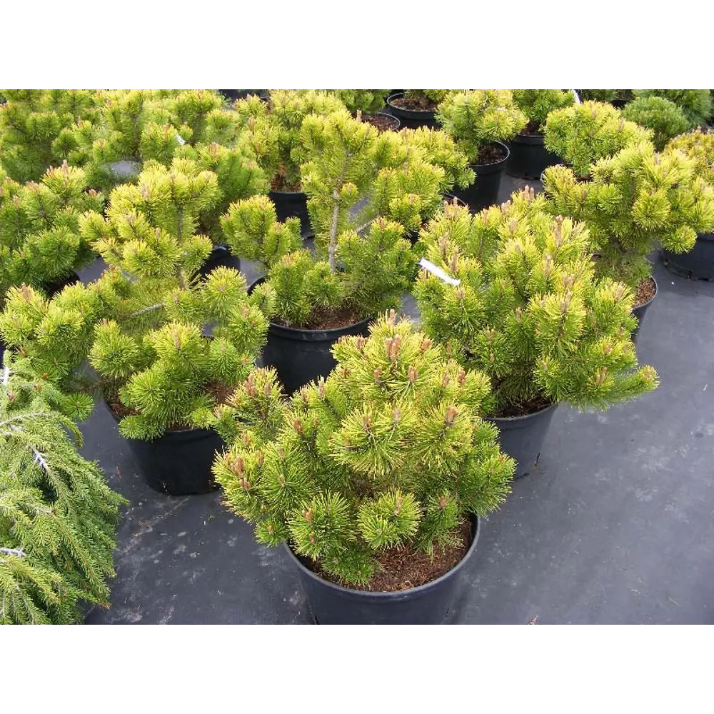 Сосна горная Винтер Голд ø15 h40 см 84834216 STLM-2188278 PLANTMARKET 