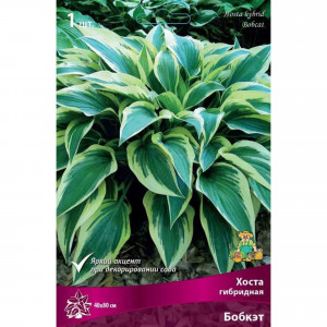 83597619 Хоста гибридная Бобкэт луковица I