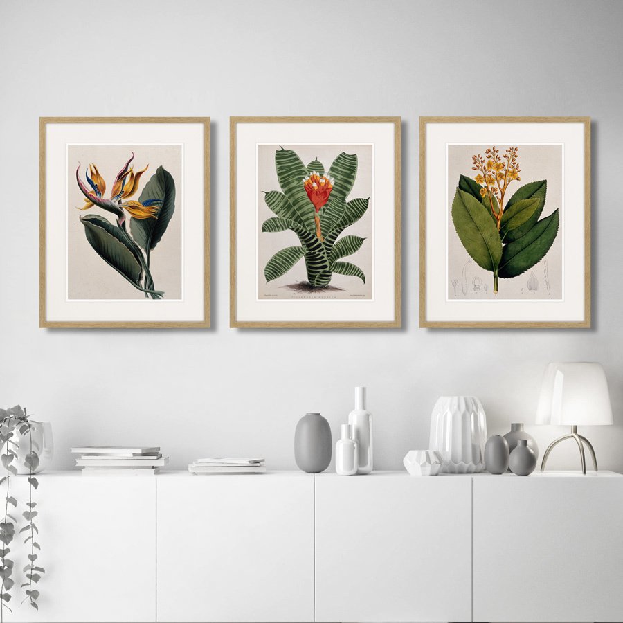 Картина: Exotic plants of the world №4, 1815г. КАРТИНЫ В КВАРТИРУ  264353 Разноцветный  - Вид №2