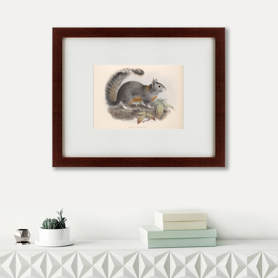 Картина: The Squirrel, 1879 КАРТИНЫ В КВАРТИРУ  135711 Разноцветный  - Вид №1