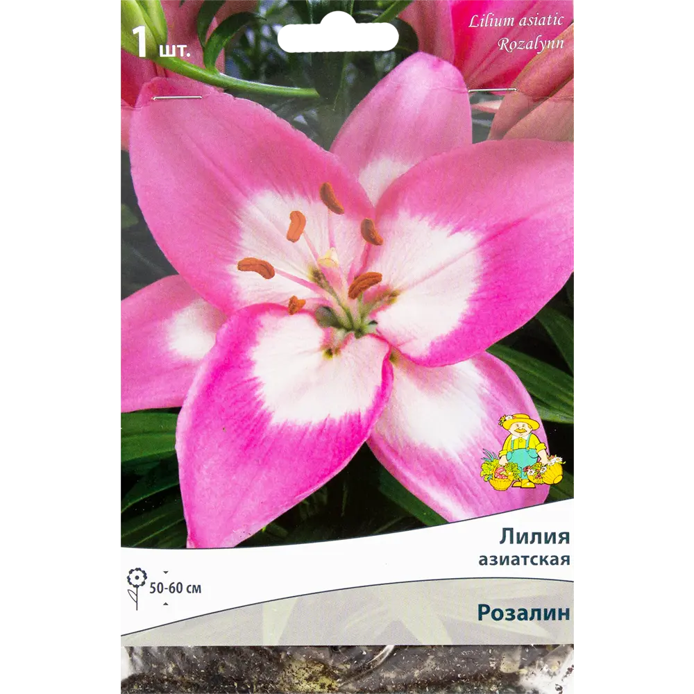 Лилия азиатская Розалин от Santreyd - розовый цветок для сада и букетов 82319577 STLM-0963454