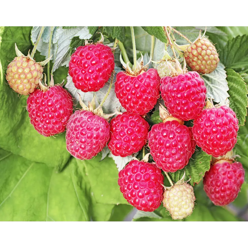Малина ремонтантная Корпико пакет 89465382 STLM-2034589 PLANTMARKET 