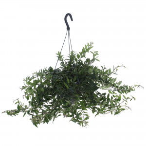 82046449 Эсхинантус «Мона Лиза»