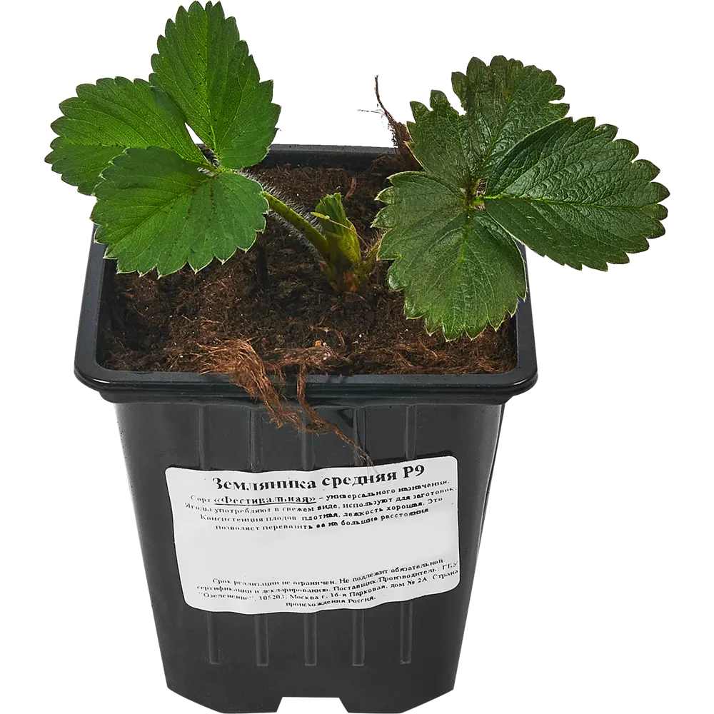 Santreyd Земляника Фестивальная микс - щедрый урожай сочных ягод 84490978 STLM-0050537 - Вид №1