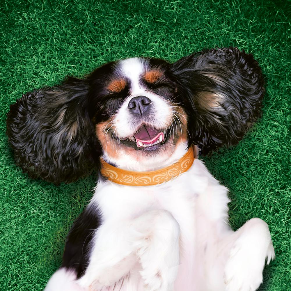 ПР0054742 Корм для собак Ягненок пауч 85г Friskies  - Вид №7