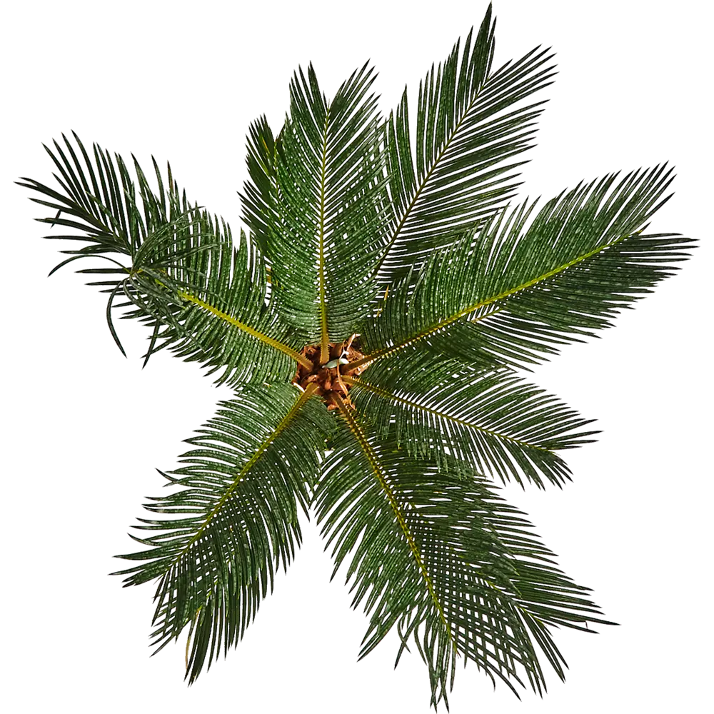 Santreyd Цикас революта — живая саговая пальма для интерьера 82578958 STLM-0030508 - Вид №1