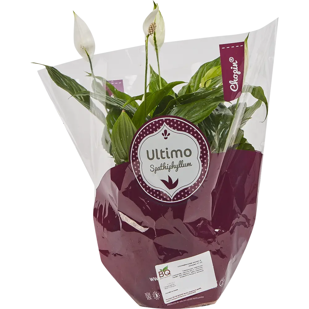 Спатифиллум Шопен Santreyd - элегантное комнатное растение с ароматным цветением 82579841 STLM-0030538 - Вид №3