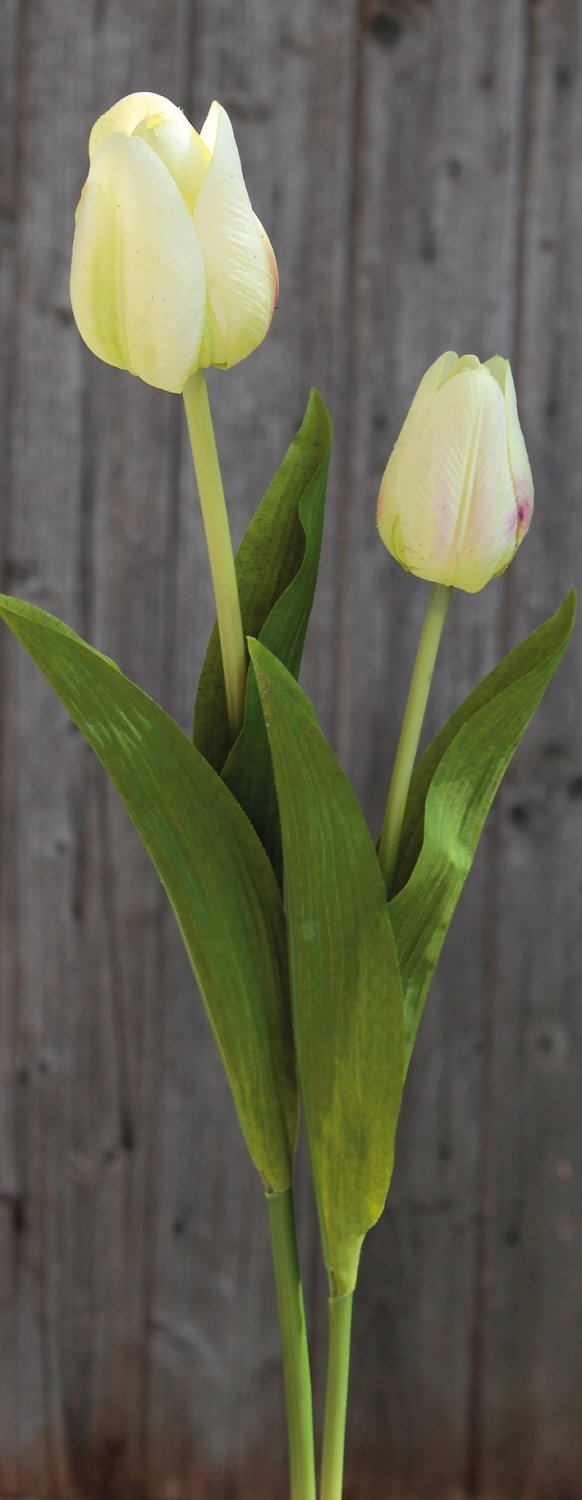 3115 788 a2 Искусственный тюльпан, 57 см, real touch, бежево-зеленый H-andreas  - Вид №5