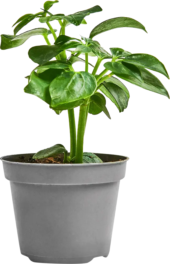 Шеффлера Лузеана от Santreyd — Звездный лист для вашего интерьера 89352949