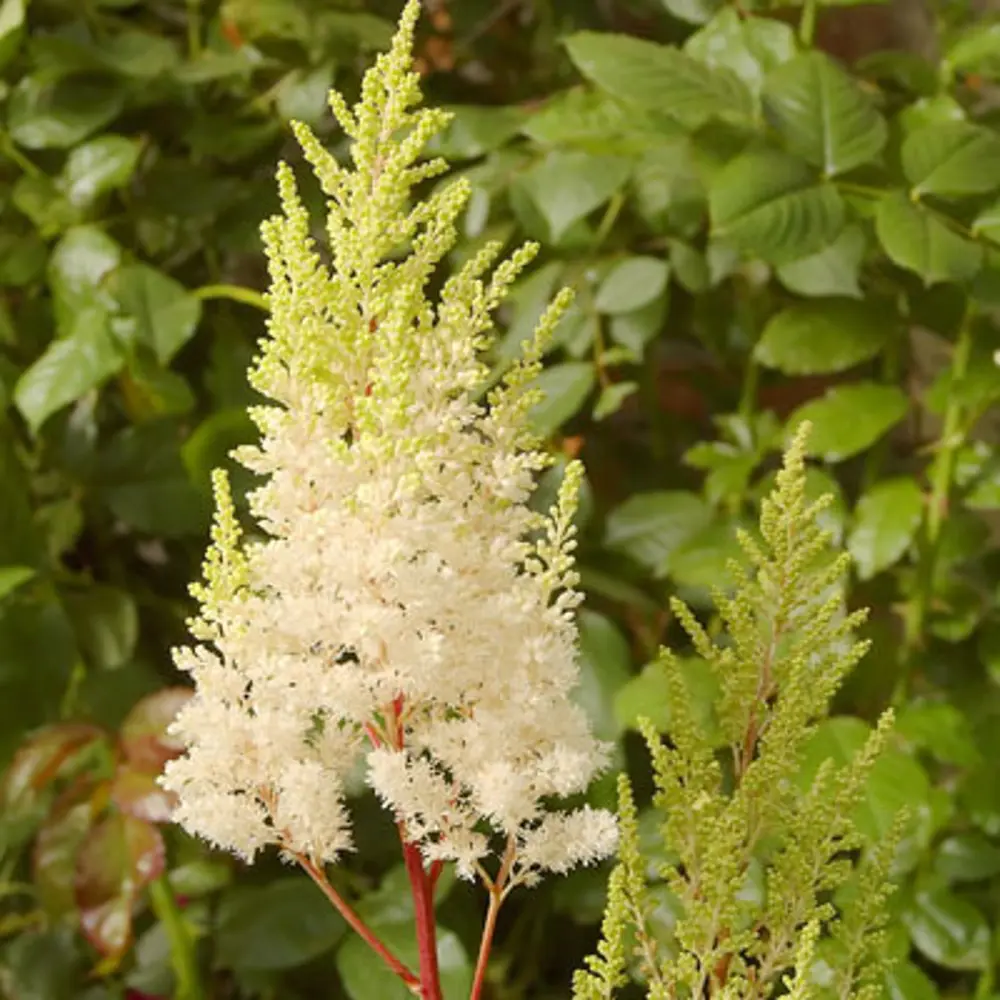 Santreyd Астильба Арендса «Вайс Глория» - белоснежное украшение сада 82219533 STLM-0960840 - Вид №1