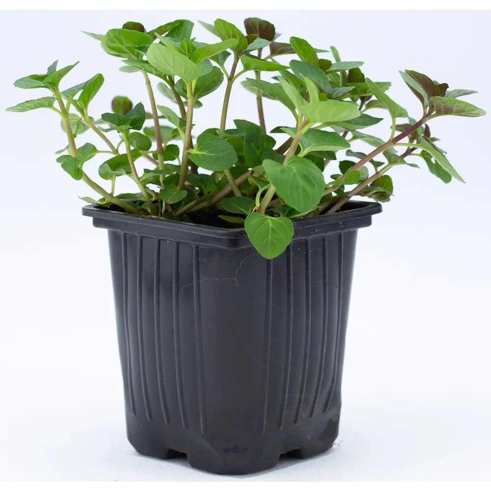 Мята h15 см 89429831 STLM-2199581 Santreyd 