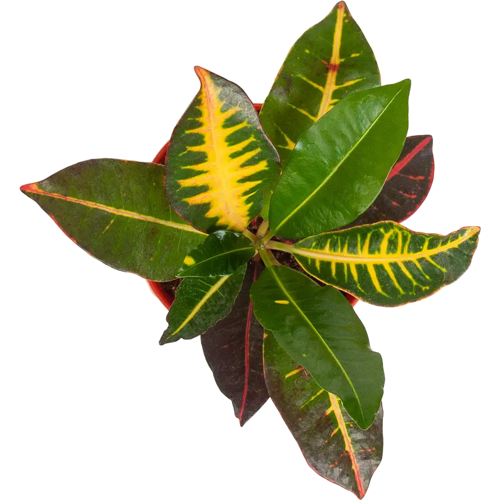 Santreyd Кодиеум - тропическое украшение интерьера 82560394 STLM-0029933 - Вид №1