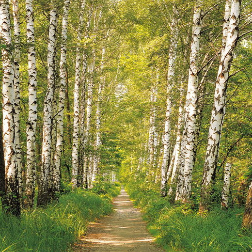 8-301-Birkenwald Фотообои Komar Vol.15 2.54х3.68 м 8301BIRKENWALD