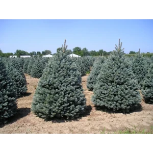 Ель колючая Фат Альберт ø22 h65 см