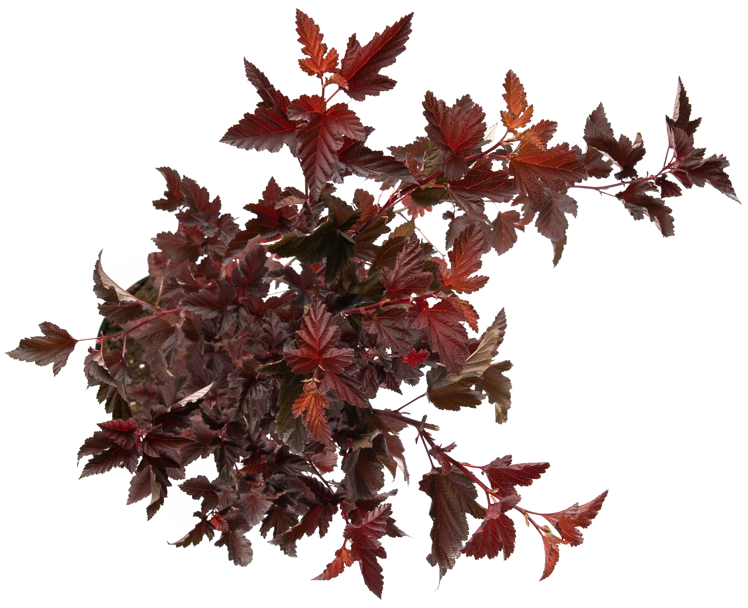 Пузыреплодник Andre Santreyd - декоративный кустарник с ажурной листвой 85292572 STLM-0060900 - Вид №1