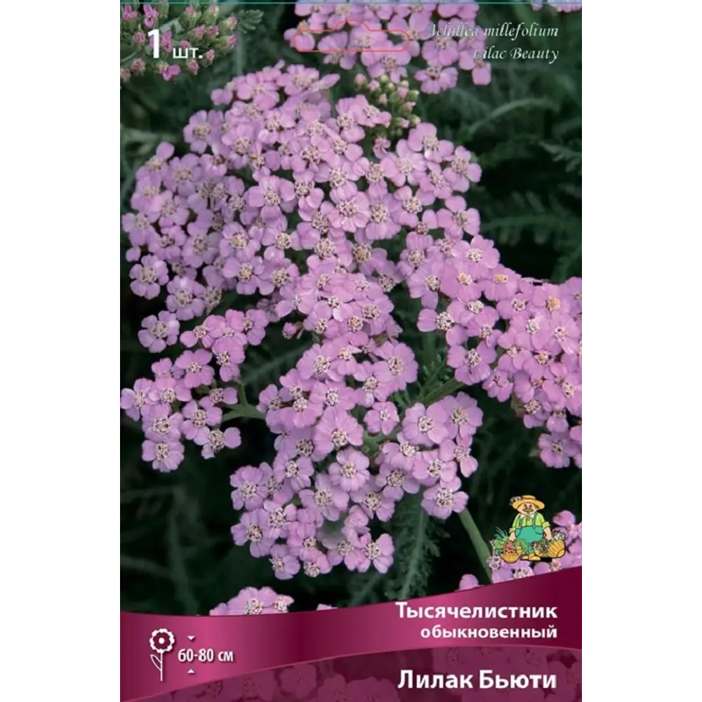 Тысячелистник обыкновенный Лилак Бьюти 89452301 STLM-2052427 ПОИСК 