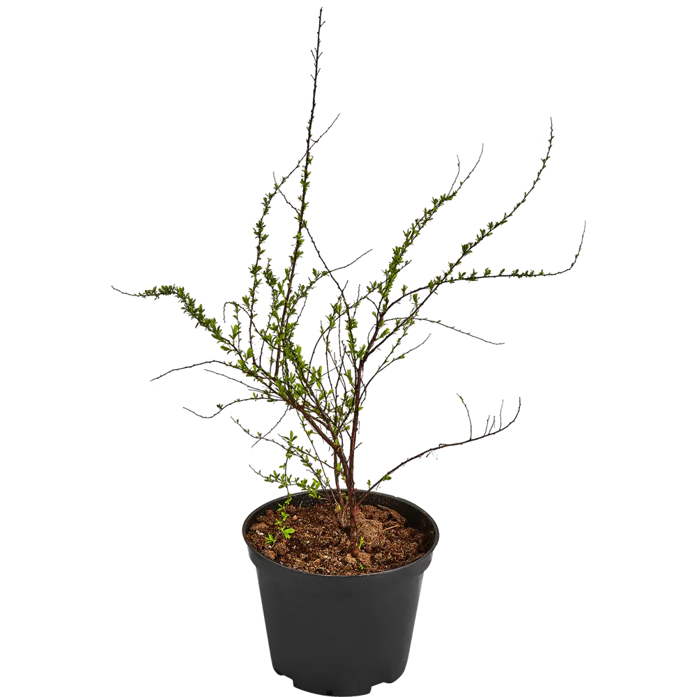 Santreyd Спирея Аргута - изящный кустарник с белоснежным цветением 82585351 STLM-0961538 - Вид №1