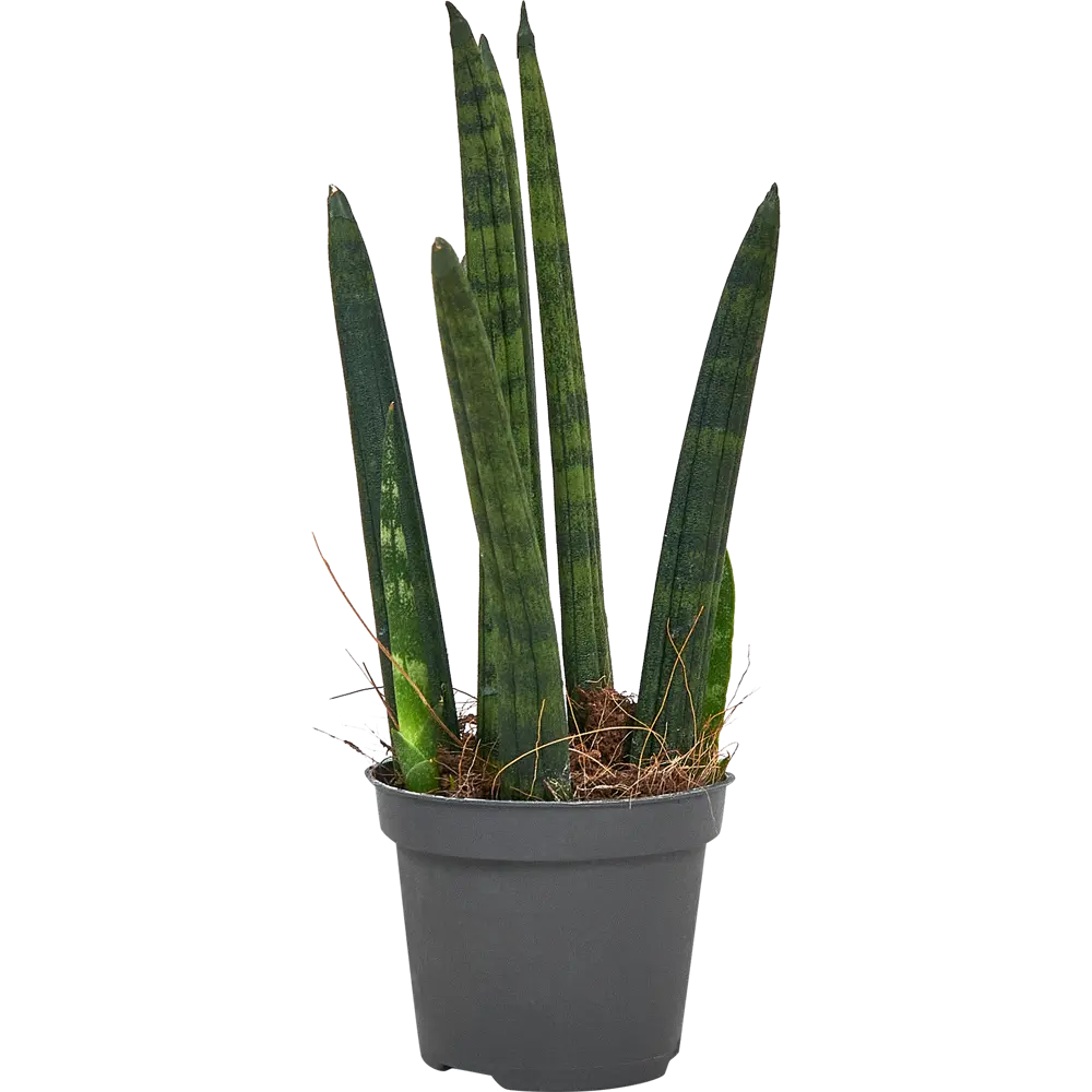 Santreyd Сансевиерия Цилиндрика Ракета - элегантный суккулент для интерьера 87959861 STLM-0950742