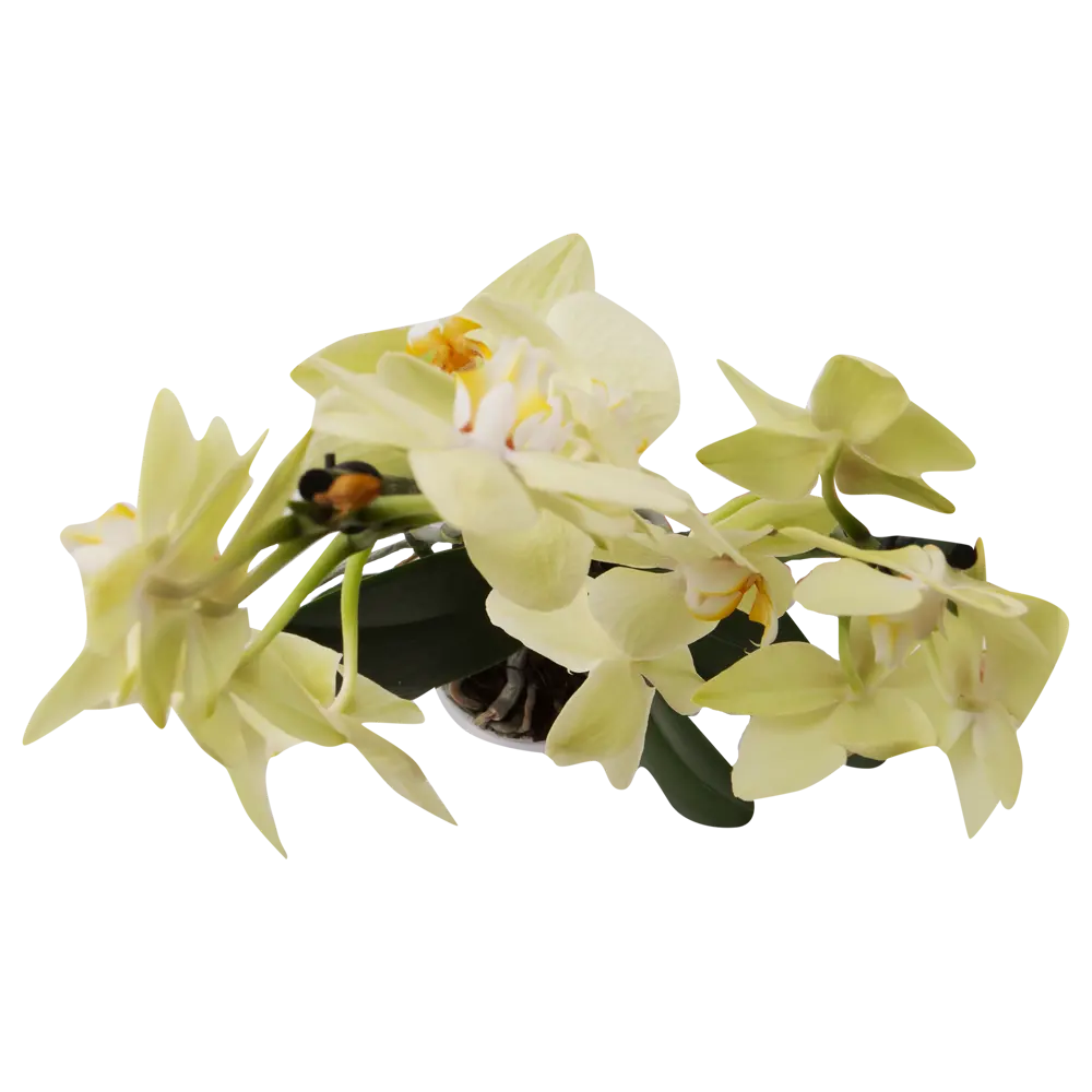 Santreyd Орхидея Фаленопсис Солид Голд — золотой акцент вашего интерьера 13974314 STLM-0004096 - Вид №1