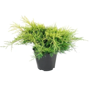 Можжевельник микс, 20-40x20 см, С3