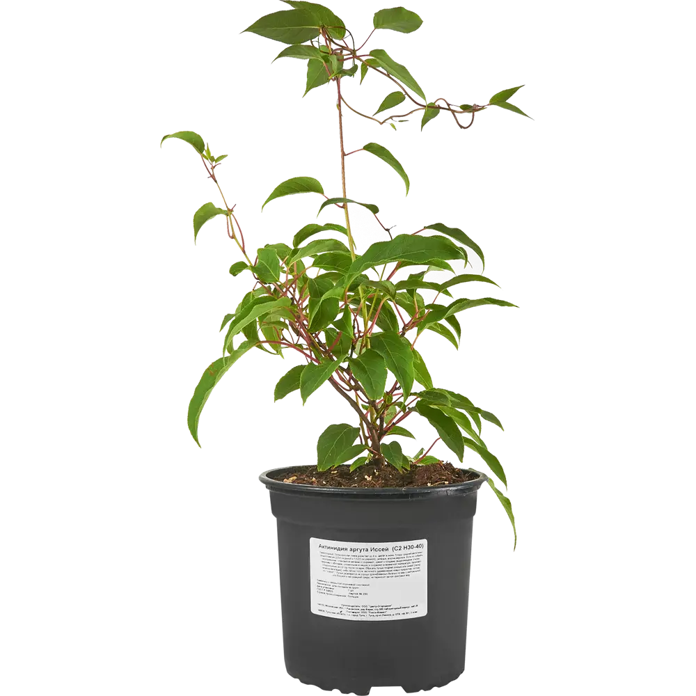 Santreyd Актинидия аргута Иссей - многолетняя лиана с ароматом тропиков 85325511 STLM-0061605