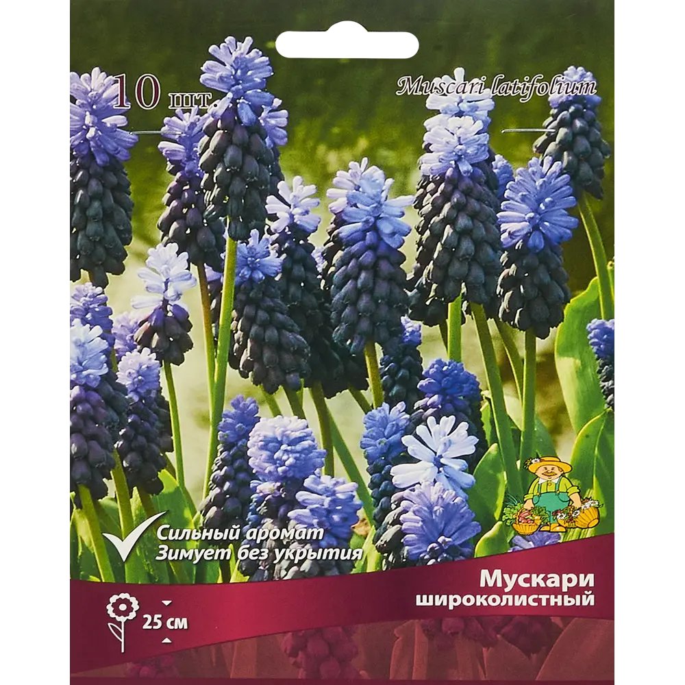 Мускари широколистный ПОИСК - 10 луковиц для яркого сада 85205631 STLM-1570964