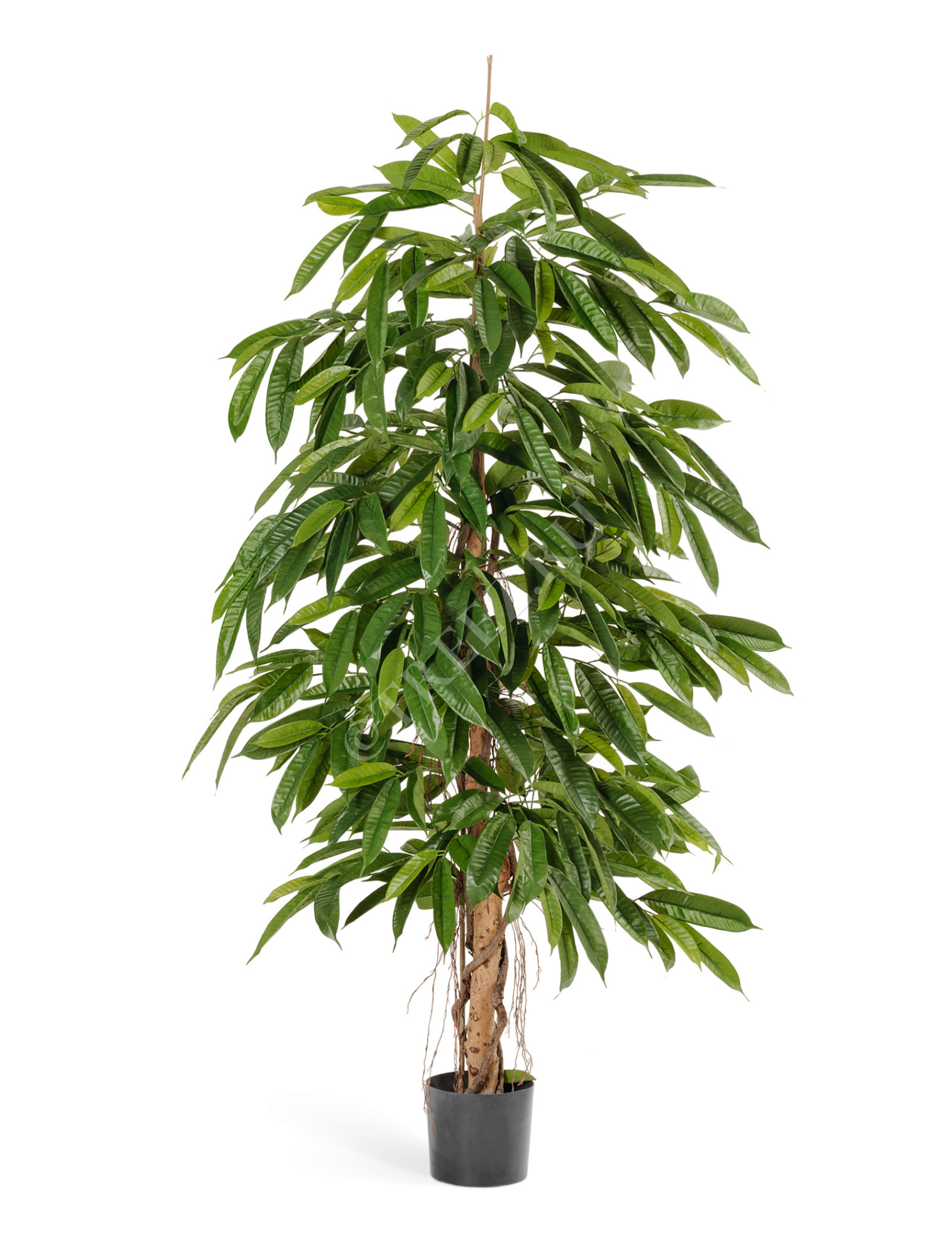 10.36106N Лонгифолия широколистная Цветочная коллекция 